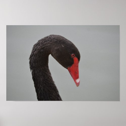 Exotic Black Swan Poster