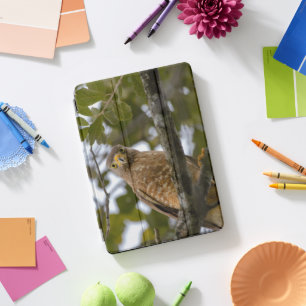 Exotic Brown Bird, Roadside Hawk iPad Pro Cover
