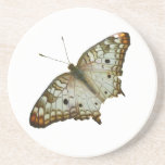 Exotic Butterfly from St. Lucia Drink Coaster