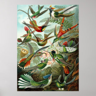 Exotic Colorful Birds Vintage Print
