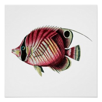 Exotic Colorful Fish Poster by botanical_prints at Zazzle