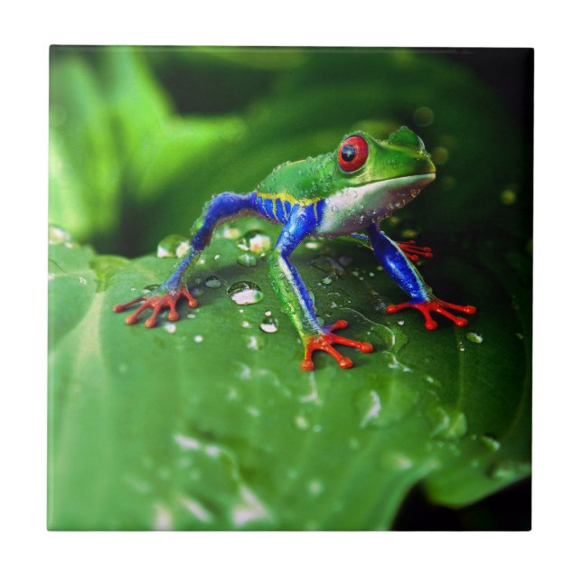 Exotic Colorful Frog Leaf Ceramic Tile (Front)