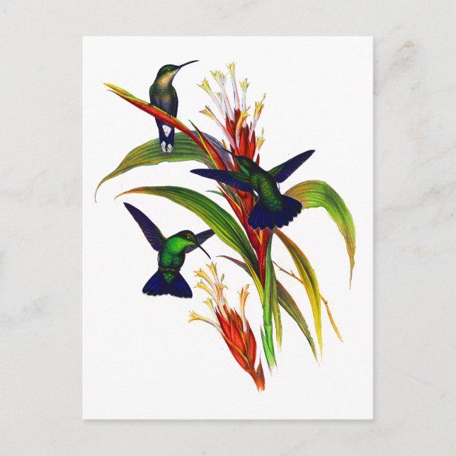 Exotic Colorful Hummingbirds Postcard (Front)