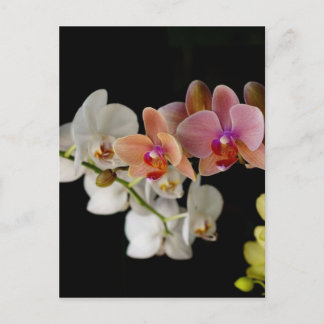 EXOTIC COLORFUL ORCHIDS POSTCARD