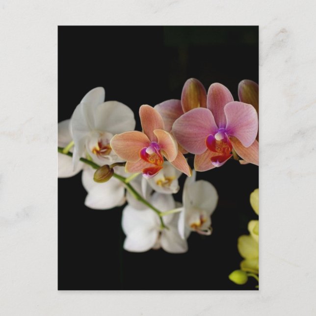 EXOTIC COLORFUL ORCHIDS POSTCARD (Front)