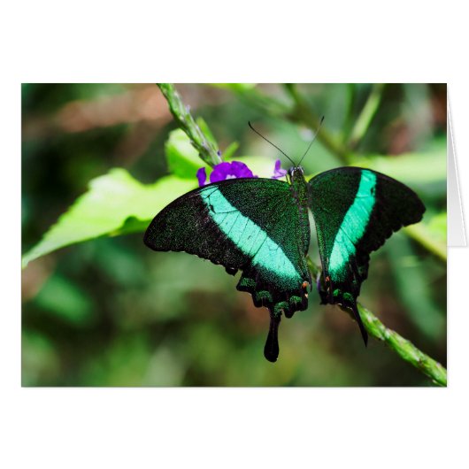 Exotic Emerald Swallowtail Cards (Front Horizontal)