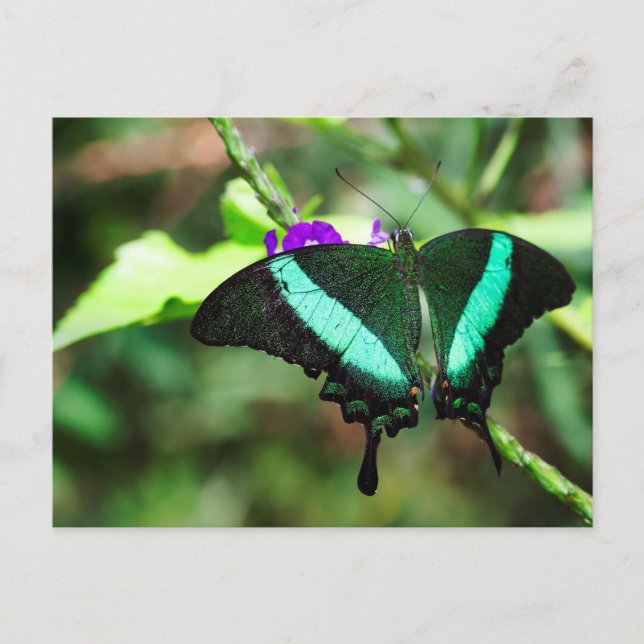 Exotic Emerald  Swallowtail Postcard (Front)