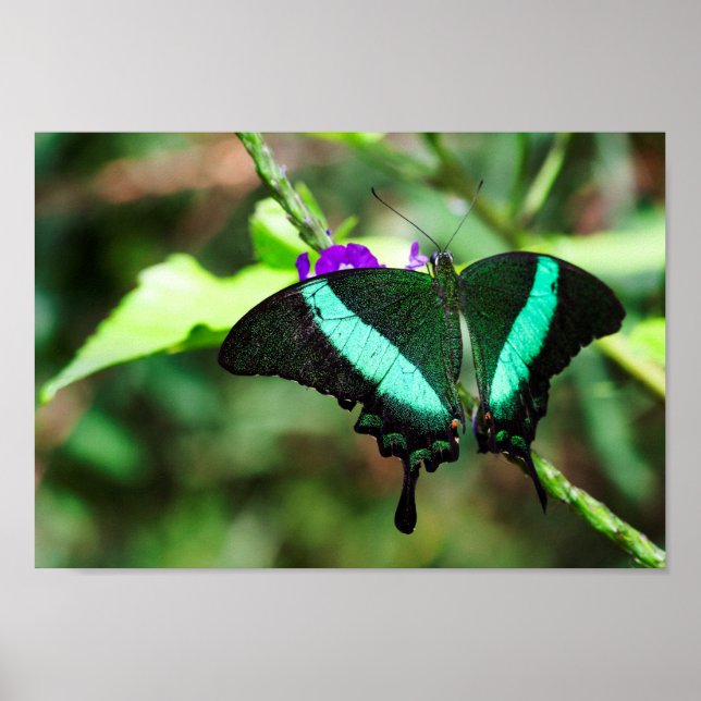 Exotic Emerald  Swallowtail Poster (Front)
