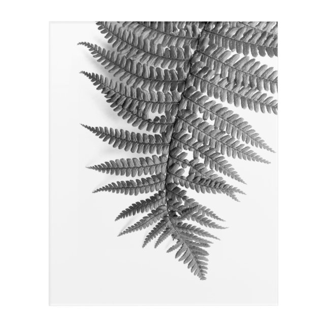 Exotic fern leaves in black and white, wall art (Front)