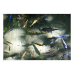 Exotic Fish Pond Photo Print