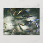 Exotic Fish Pond Postcard