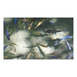 Exotic Fish Pond Rectangular Sticker