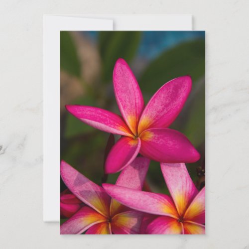 Exotic flower background plumeria invitation