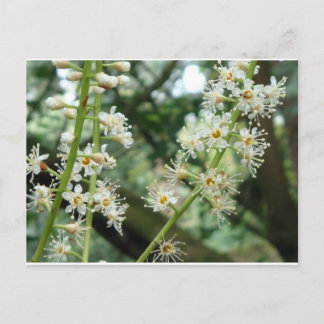 Exotic flower in Ireland Postcard