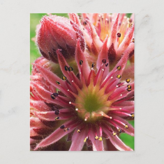 Exotic Flower, Pink Buds, Succulent / Nature Postcard (Front)