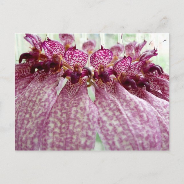 exotic flower postcard (Front)