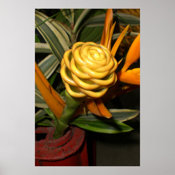 Exotic Flower Posters