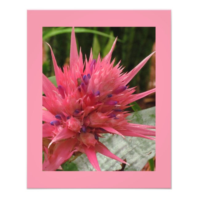 Exotic Flower Print (Front)