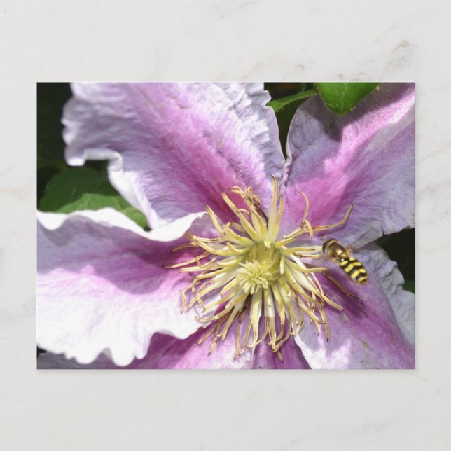 Exotic Flower with Bee Postcard (Front)