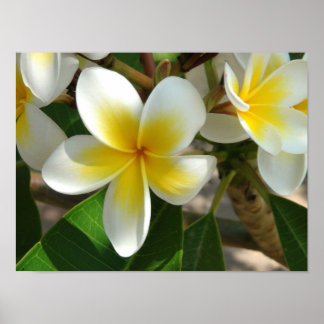 Exotic Hawaiian Flowers Poster