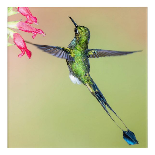 Exotic Hummingbird with Long Tail Feathers Acrylic Print (Front)
