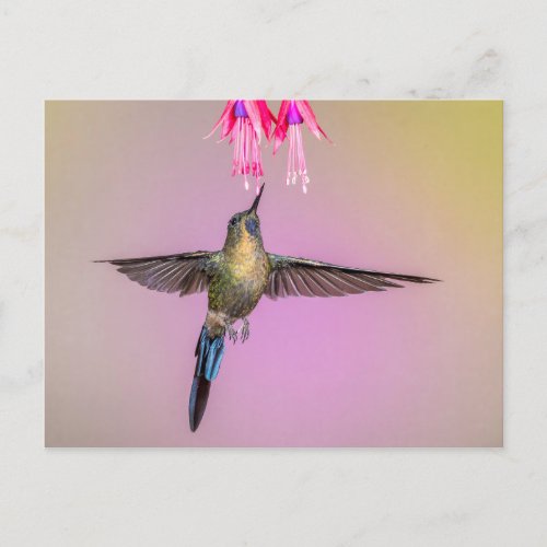 Exotic Hummingbird with Long Tail Postcard