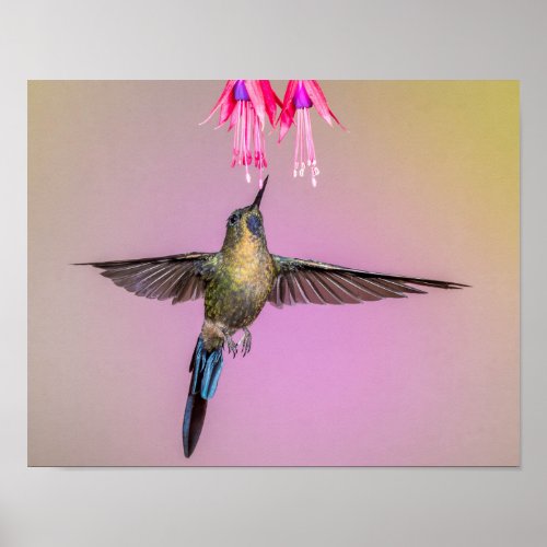 Exotic Hummingbird with Long Tail Poster