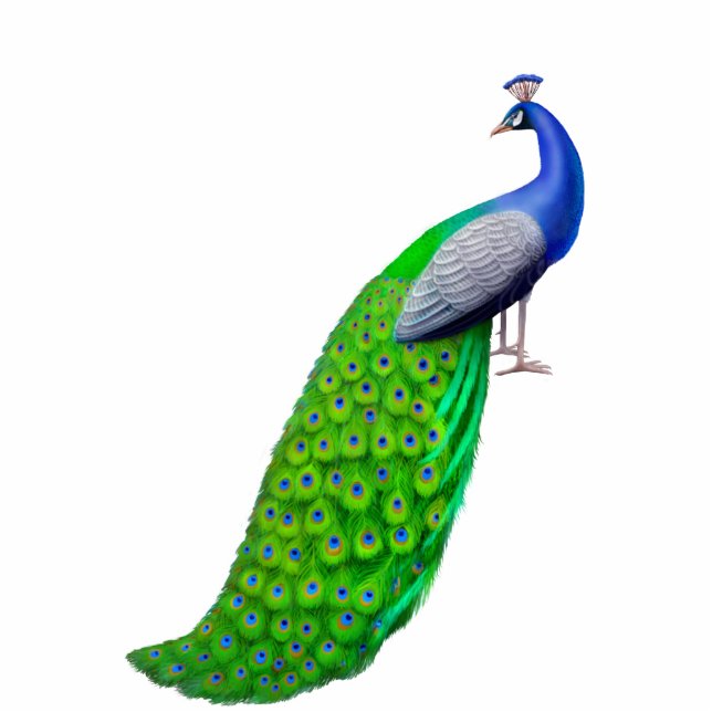 Exotic Indian Blue Peacock Pin Cutout (Front)