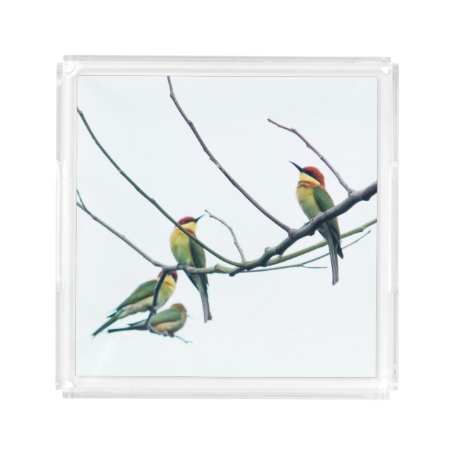 Exotic Indian kerala Bee-Eater Birds on Branch Acrylic Tray (Front)
