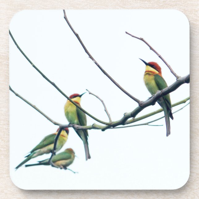 Exotic Indian kerala Bee-Eater Birds on Branch Beverage Coaster (Front)