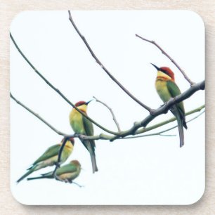 Exotic Indian kerala Bee-Eater Birds on Branch Beverage Coaster