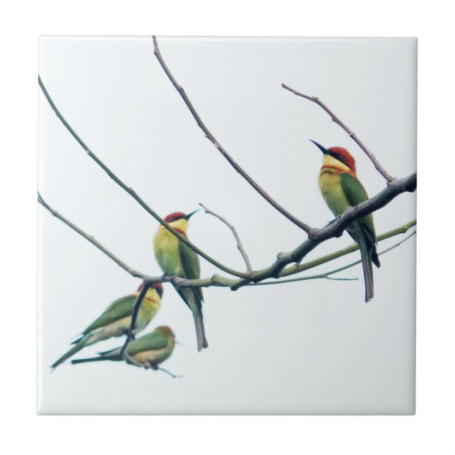 Exotic Indian kerala Bee-Eater Birds on Branch Ceramic Tile (Front)