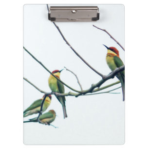 Exotic Indian kerala Bee-Eater Birds on Branch Clipboard