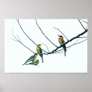 Exotic Indian kerala Bee-Eater Birds on Branch Poster