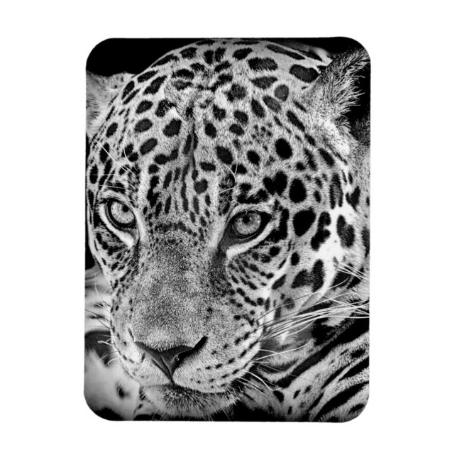 Exotic Jaguar Magnet (Vertical)