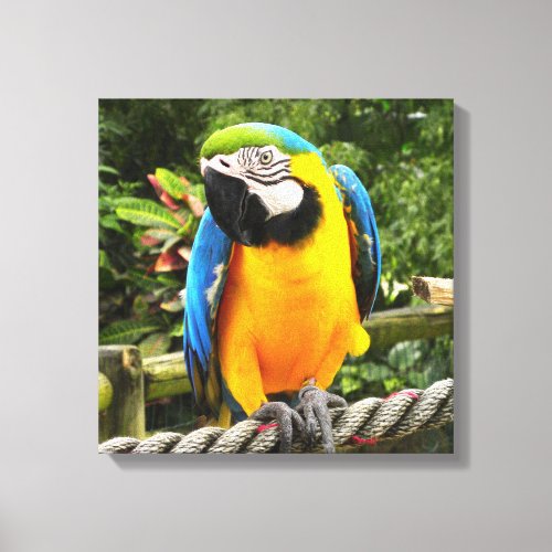 Exotic Macaw Parrot Canvas Print