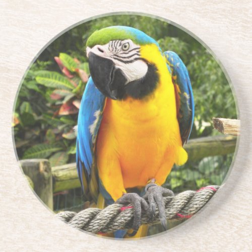 Exotic Macaw Parrot Drink Coaster