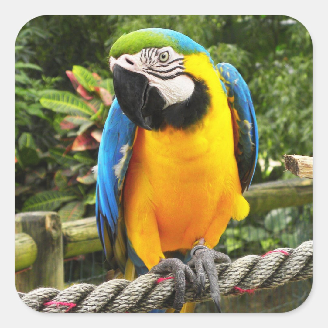 Exotic Macaw Parrot Square Sticker | Zazzle