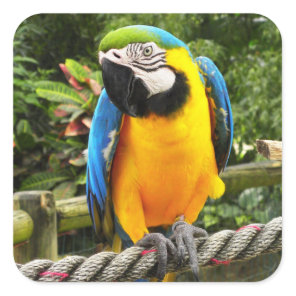 Exotic Macaw Parrot Square Sticker