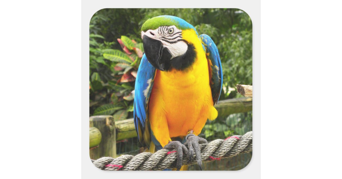 Exotic Macaw Parrot Square Sticker 