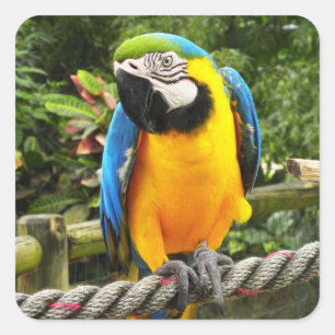 Exotic Macaw Parrot Square Sticker