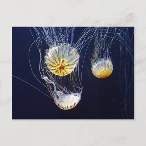Exotic Marine Salt Water Jellyfish Postcard