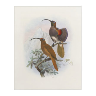 Exotic Mountain Birds of Paradise Vintage Illustra Acrylic Print