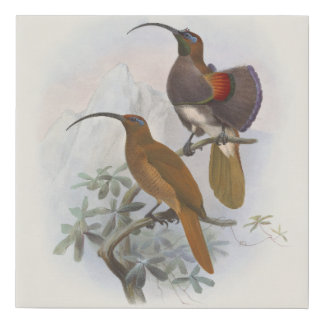 Exotic Mountain Birds of Paradise Vintage Illustra Faux Canvas Print