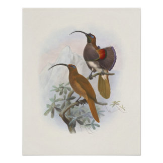 Exotic Mountain Birds of Paradise Vintage Illustra Poster