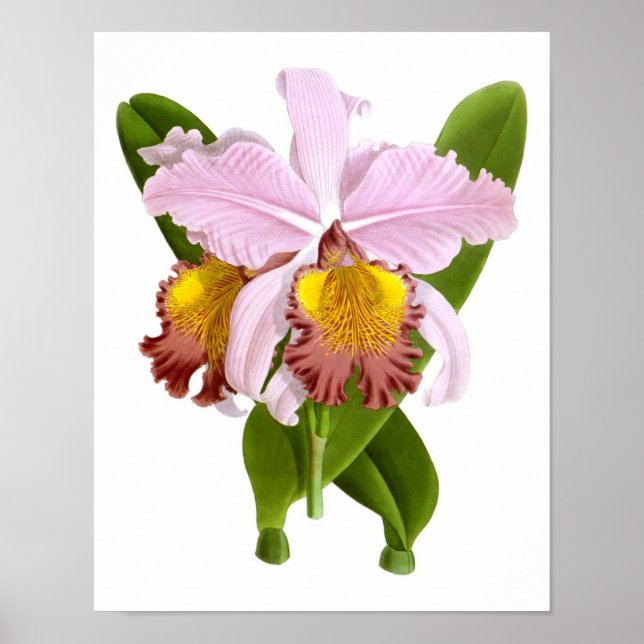 Exotic Orchid Plant Pink Flowers no.5 Art Print (Front)