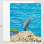 Exotic Pacific Reef Heron on Coastal Rocks Ocean P (Front/Back)