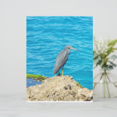 Exotic Pacific Reef Heron on Coastal Rocks Ocean P (Standing Front)