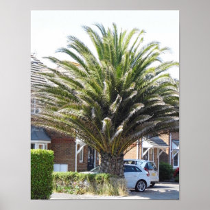 Exotic Palms & plants in Selsey. Poster