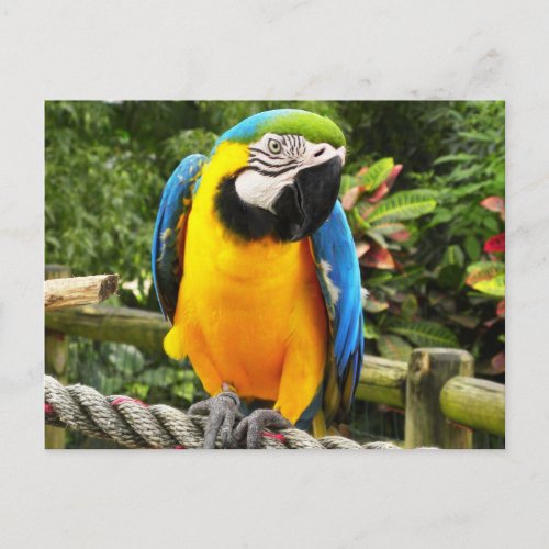Exotic Parrot Postcard